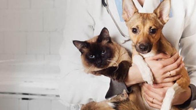 Calendario de castraciones gratuitas