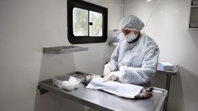 Continúan las castraciones gratuitas para mascotas: dónde se realizan