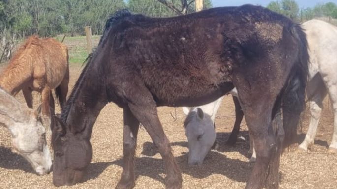 Allanamiento en Etruria por maltrato animal y seis detenidos en distintos hechos en la región