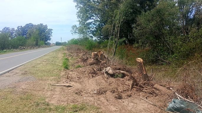 Kilómetros de árboles removidos y pocas explicaciones oficiales
