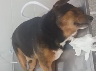 Alertan por posible envenenamiento de perros en barrio Las Acacias