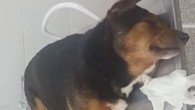 Alertan por posible envenenamiento de perros en barrio Las Acacias