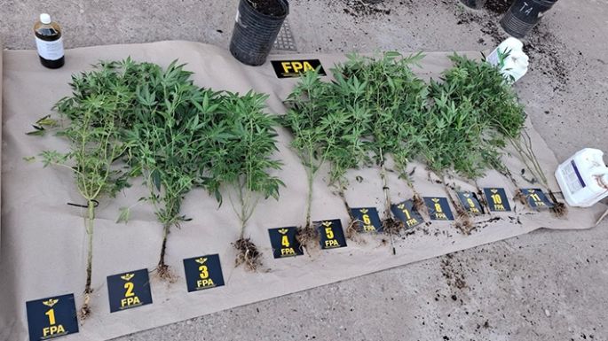 La Policía fue por una violenta discusión y encontró 11 plantas de cannabis sativa