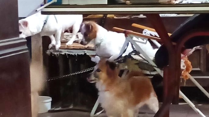 Denunció maltrato animal y la desaparición de un perro