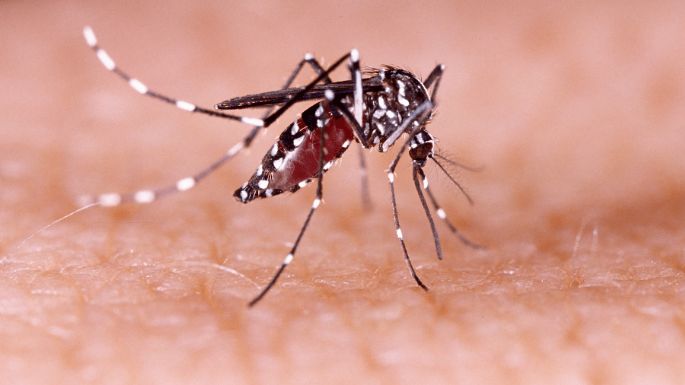 Se realizará un seminario sobre prevención y control de dengue