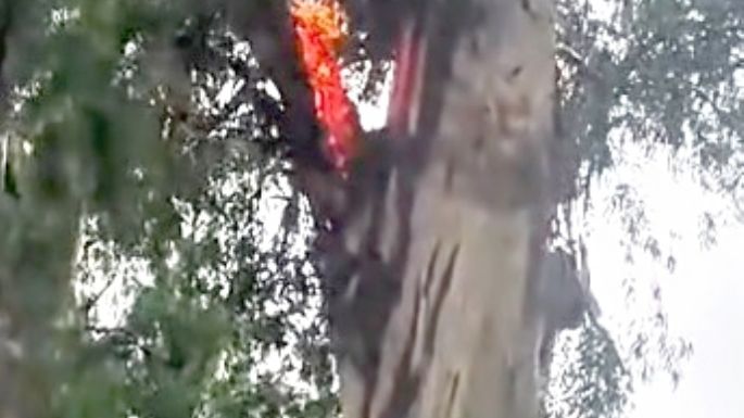 Un rayo impactó en un eucalipto del Parque
