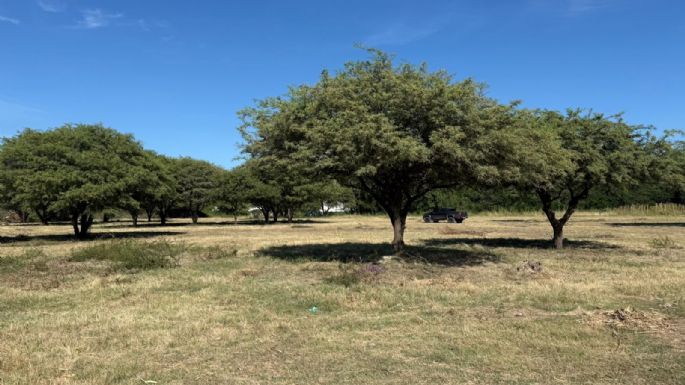 Tala en barrio Golf: el municipio solo había autorizado una "poda correctiva"