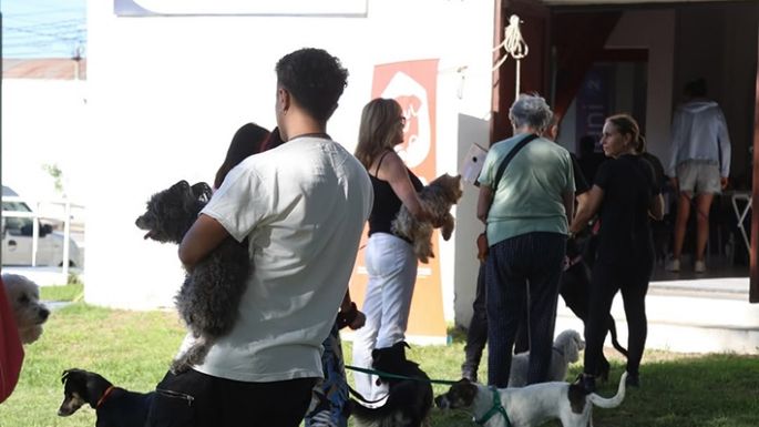 Continúa hoy la vacunación gratuita de mascotas