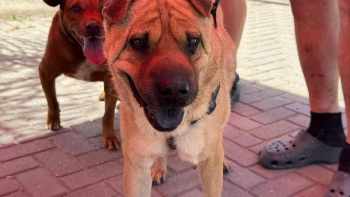Realizaron una jornada de vacunación antirrábica para mascotas