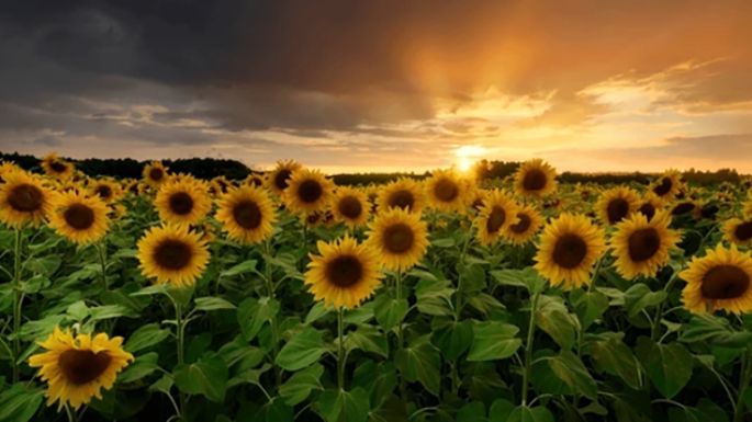 A cuidar el girasol