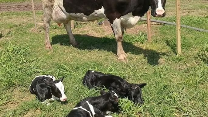Excepcional: una vaca lechera parió trillizos
