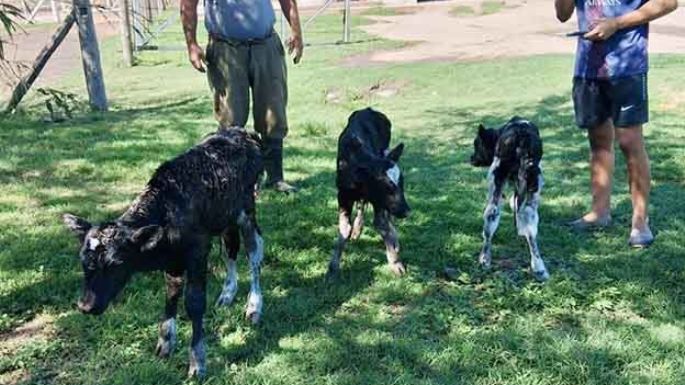 Segundo parto múltiple de una vaca lechera en la región