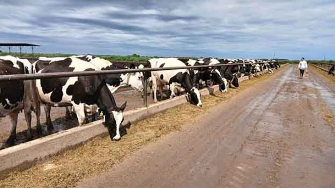 Estar prevenidos para evitar la caída de la producción láctea
