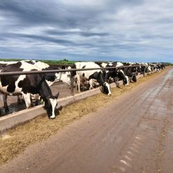 Carne derivada de tambos: una propuesta estratégica