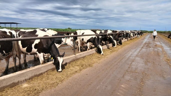Carne derivada de tambos: una propuesta estratégica