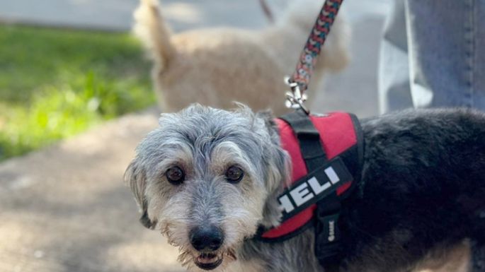 Aplicaron 90 dosis a mascotas
