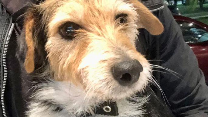 Vecinos buscan a dueño de un perrito perdido