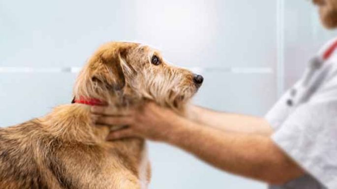 Advierten por la práctica ilegal de la veterinaria en la ciudad