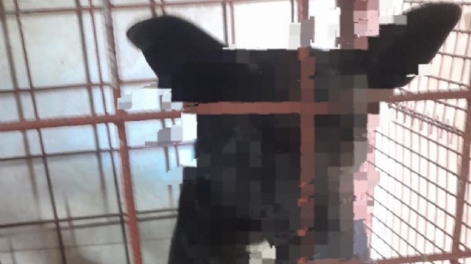 La Policía secuestró un perro tras denuncias por ataques