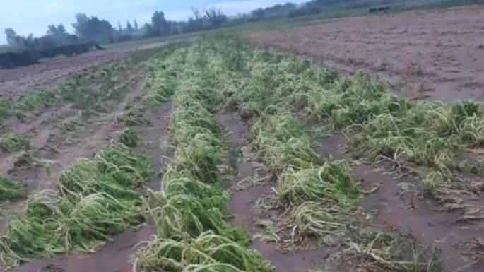 Las lluvias dejaron en la ruina al sector hortícola de Santa Fe