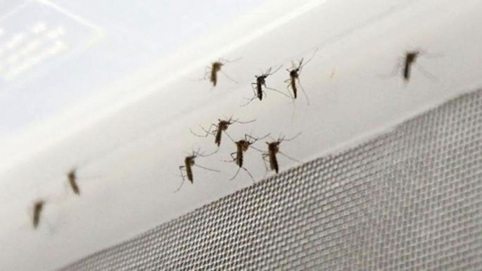 La invasión de mosquitos fue “el tema” de la mañana