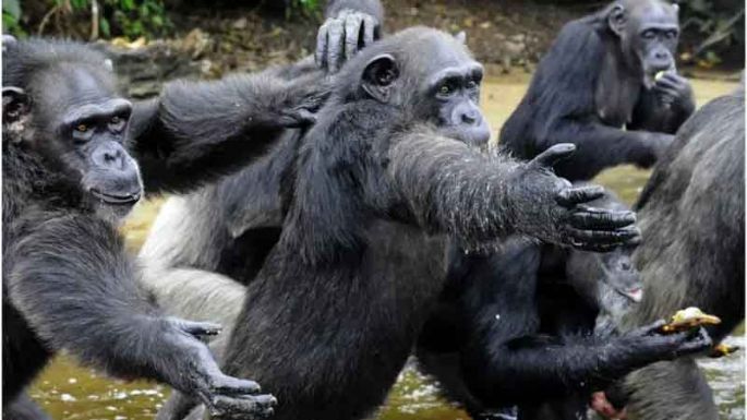 Ahora, la guerra de los chimpancés