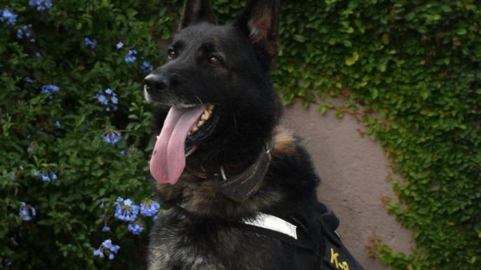 Se retiró Buster, el perro antinarcóticos con efectividad perfecta
