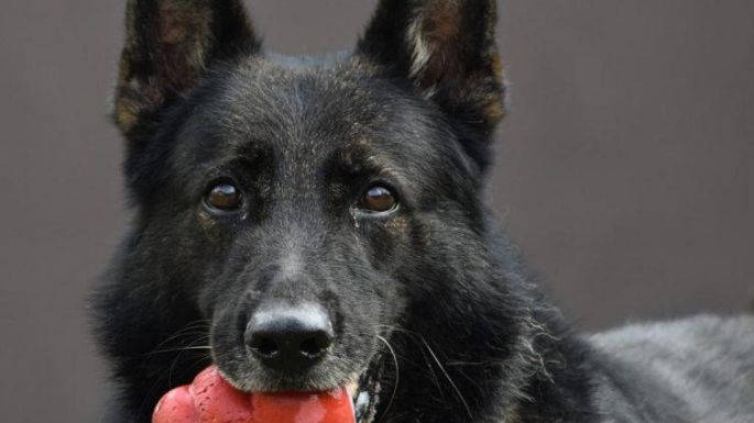 Se retiró Buster, el perro antinarcóticos con efectividad perfecta