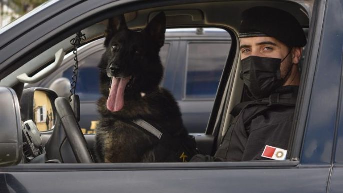 Se retiró Buster, el perro antinarcóticos con efectividad perfecta