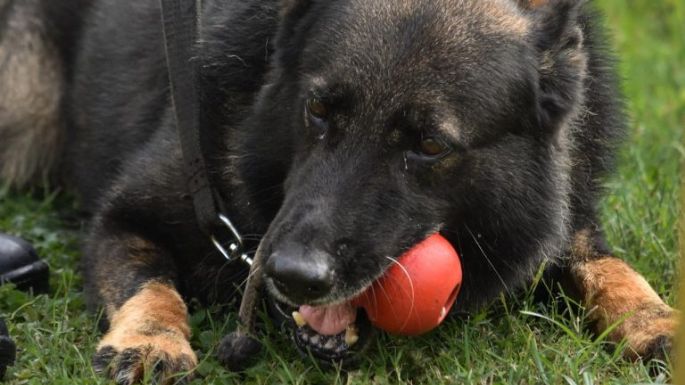 Se retiró Buster, el perro antinarcóticos con efectividad perfecta