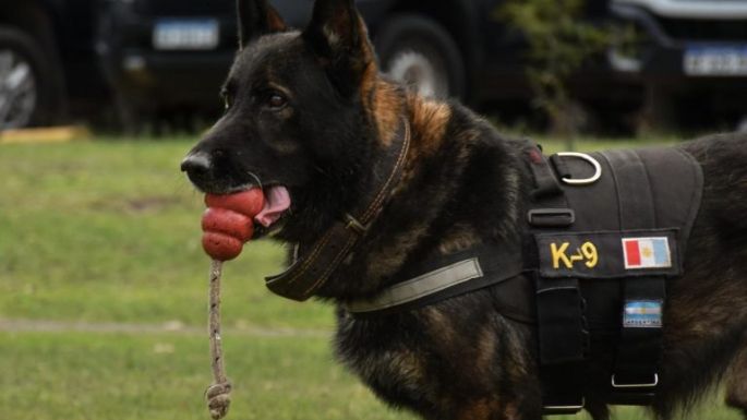 Se retiró Buster, el perro antinarcóticos con efectividad perfecta