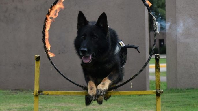 Se retiró Buster, el perro antinarcóticos con efectividad perfecta