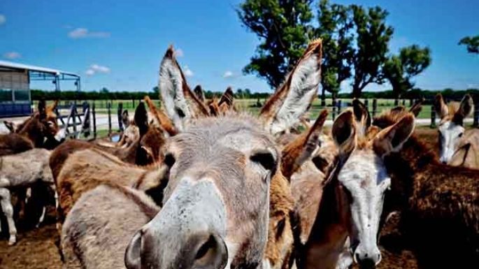 La carne de burro, ¿transparente?