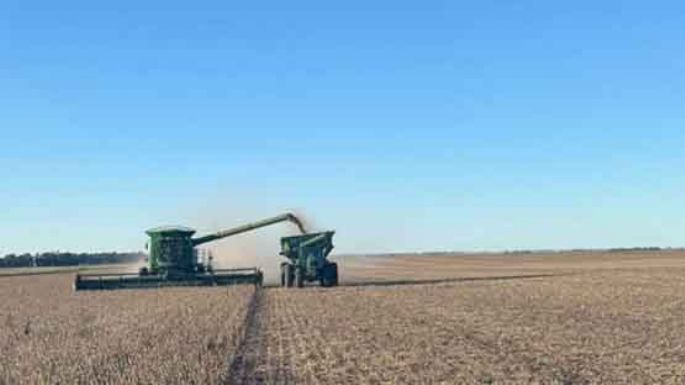 La cosecha de soja viene retrasada
