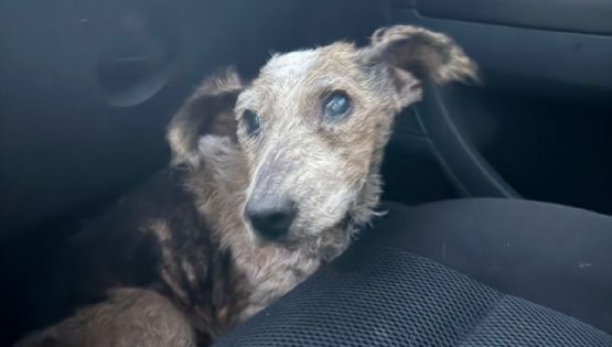 Día del animal: Foxi espera un hogar y el amor que no ha tenido