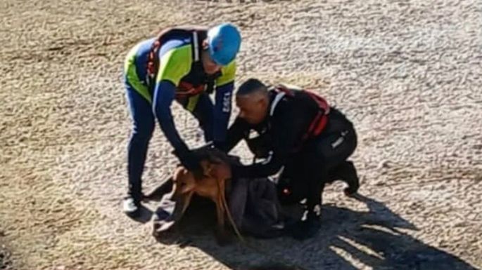 Rescataron a un perro que no podía salir del río