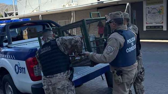 Investigan la muerte de una niña de 4 años atacada por un perro callejero