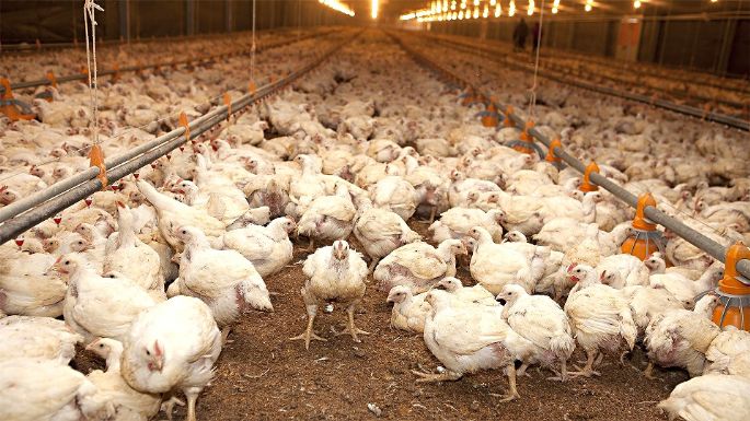 Chile y Perú vuelven a comprar  pollos producidos en Argentina