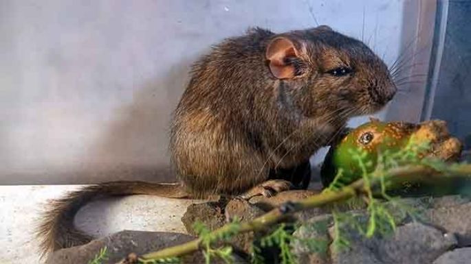 Un nuevo mamífero en las sierras