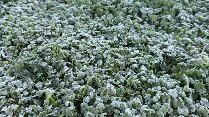 Frío extremo en Villa María y Villa Nueva: la temperatura cayó a -2,5°C