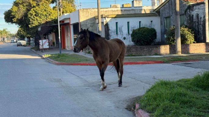 Caballos sueltos sorprendieron a conductores sobre avenida Universidad
