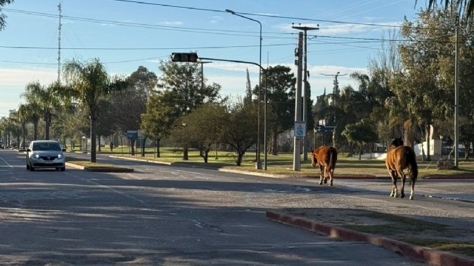 Caballos sueltos sorprendieron a conductores sobre avenida Universidad