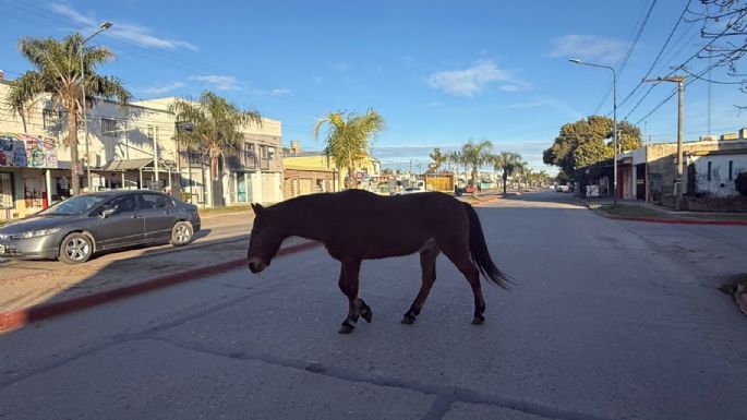 Caballos sueltos sorprendieron a conductores sobre avenida Universidad