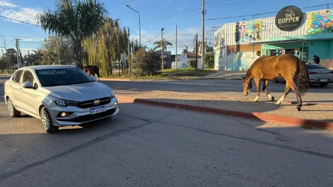 Caballos sueltos sorprendieron a conductores sobre avenida Universidad
