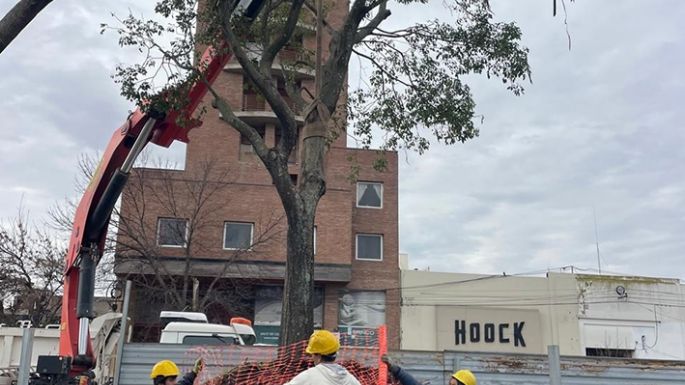 Lapachos del Parque de la Vida fueron trasplantados en zona del PILT