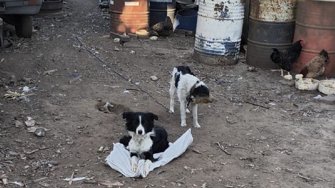 Denunciaron presunto maltrato animal en Ticino y allanaron una vivienda