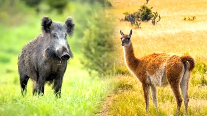 Buscan autorizar la venta de carne de jabalí y guanaco
