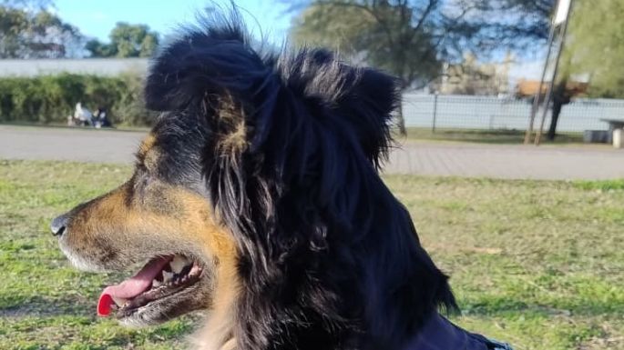 Buscan a Lulu, una perrita que se perdió en el Parque de la Vida