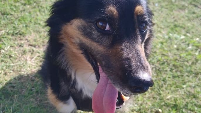 Buscan a Lulu, una perrita que se perdió en el Parque de la Vida