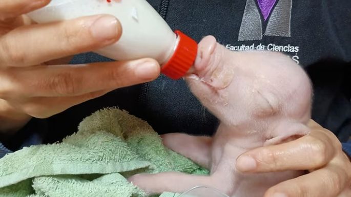 Un cerdo modificado genéticamente para trasplantes de órganos